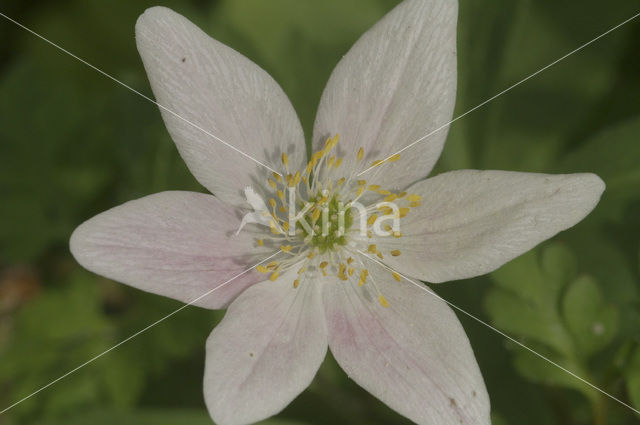 Bosanemoon (Anemone nemorosa)