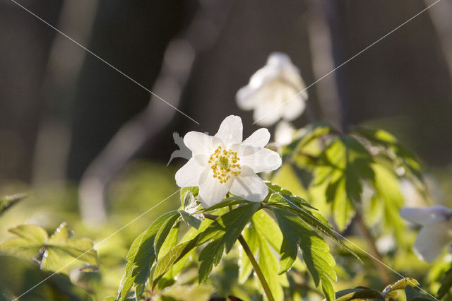 Bosanemoon (Anemone nemorosa)