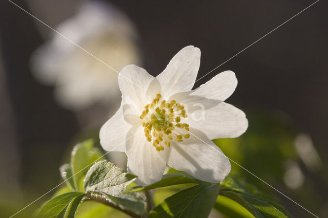 Bosanemoon (Anemone nemorosa)