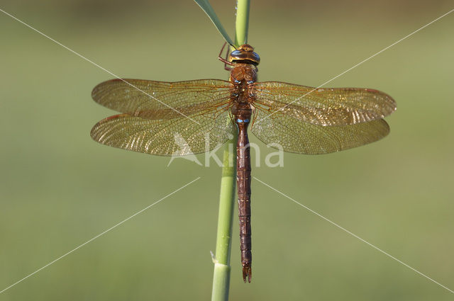 Bruine glazenmaker (Aeshna grandis)