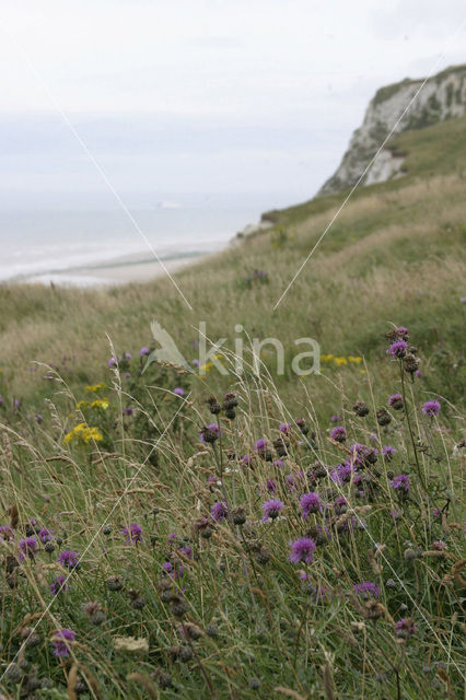 Cap Blanc-Nez