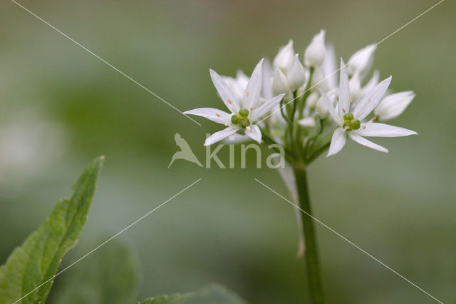 Daslook (Allium ursinum)