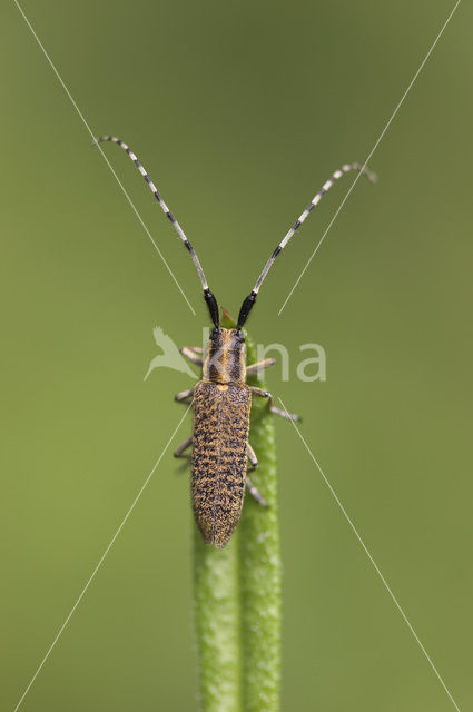 Distelbok (Agapanthia villosoviridescens)