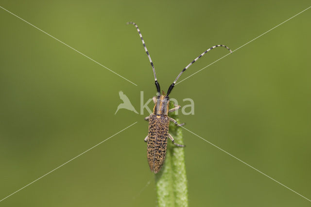 Distelbok (Agapanthia villosoviridescens)