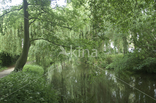 Dommel