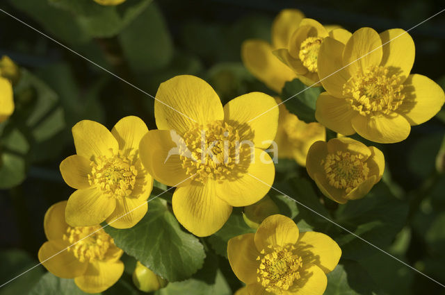 Dotterbloem (Caltha palustris)