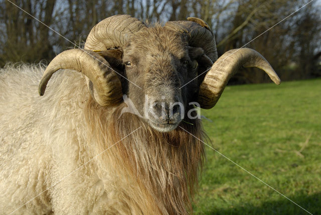 Drents heideschaap (Ovis domesticus)