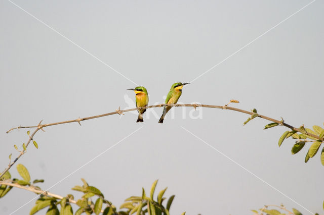 Little Bee-eater (Merops pusillus)