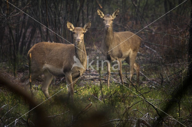 Edelhert (Cervus elaphus)