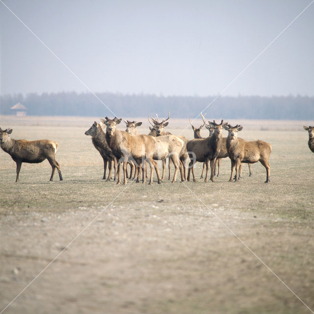 Edelhert (Cervus elaphus)