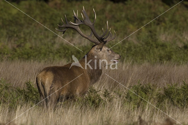 Edelhert (Cervus elaphus)