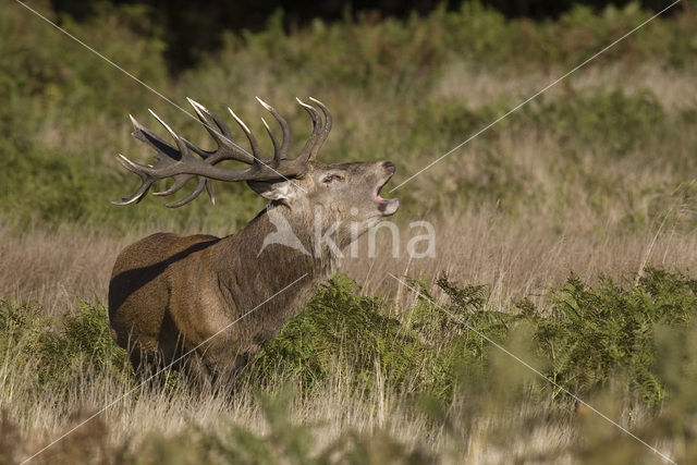 Edelhert (Cervus elaphus)