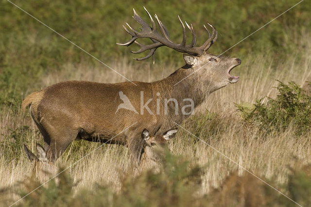 Edelhert (Cervus elaphus)