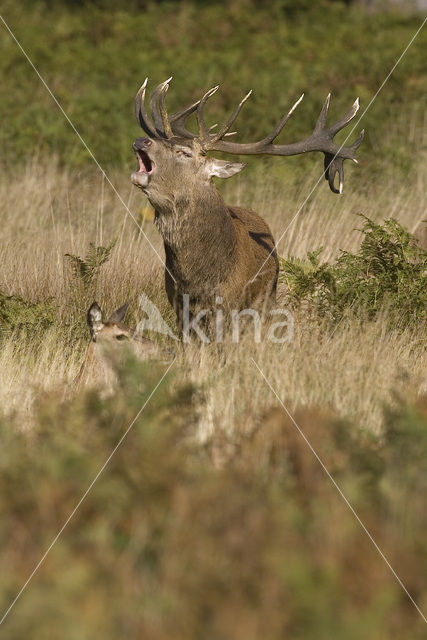 Edelhert (Cervus elaphus)