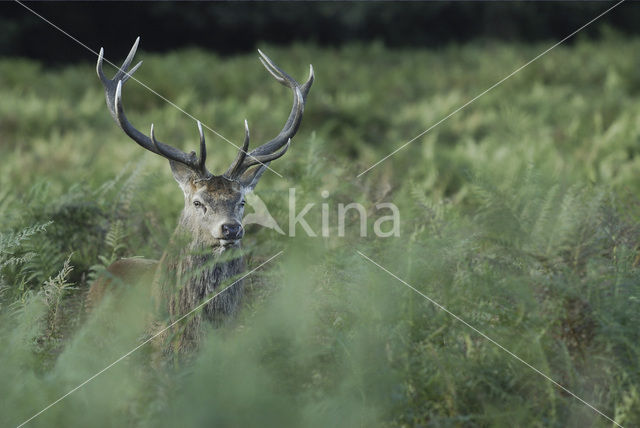 Edelhert (Cervus elaphus)