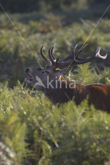 Edelhert (Cervus elaphus)