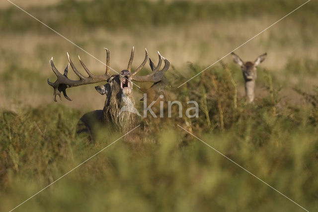 Edelhert (Cervus elaphus)