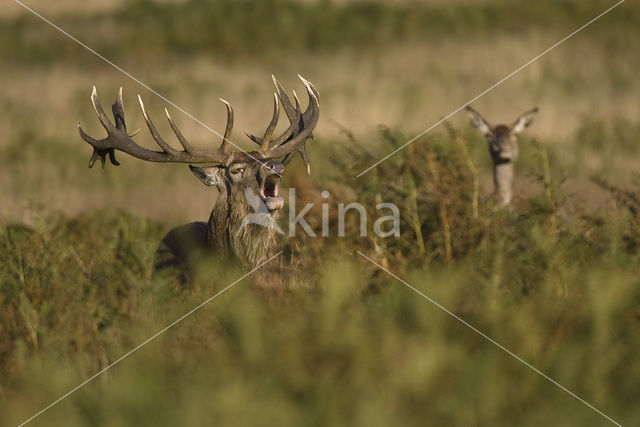 Edelhert (Cervus elaphus)