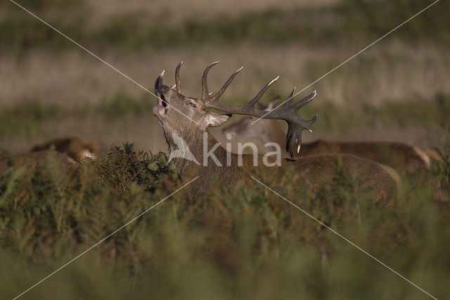 Edelhert (Cervus elaphus)