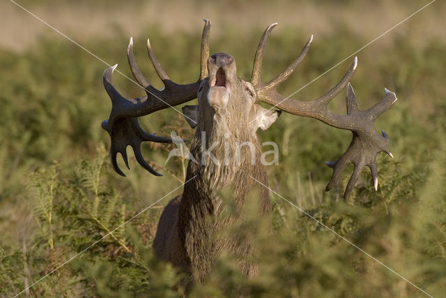 Edelhert (Cervus elaphus)