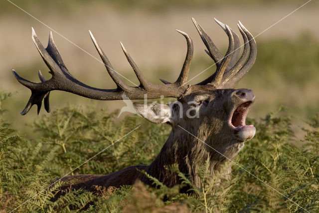 Edelhert (Cervus elaphus)