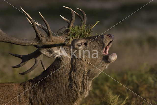 Edelhert (Cervus elaphus)