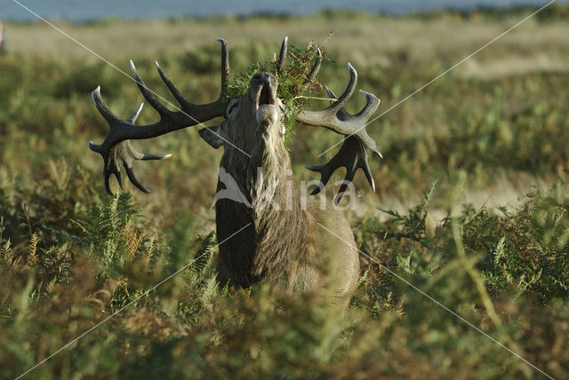 Edelhert (Cervus elaphus)