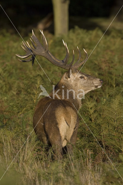 Edelhert (Cervus elaphus)