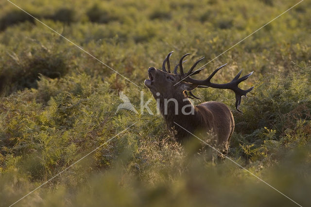 Edelhert (Cervus elaphus)