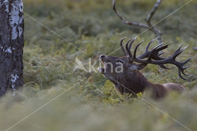 Edelhert (Cervus elaphus)