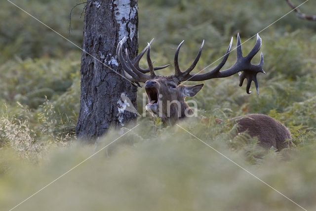 Edelhert (Cervus elaphus)