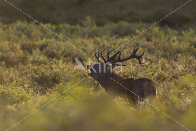 Edelhert (Cervus elaphus)