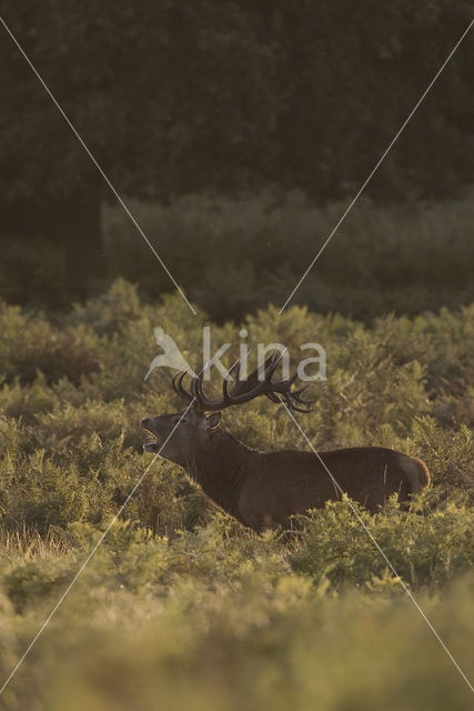 Edelhert (Cervus elaphus)