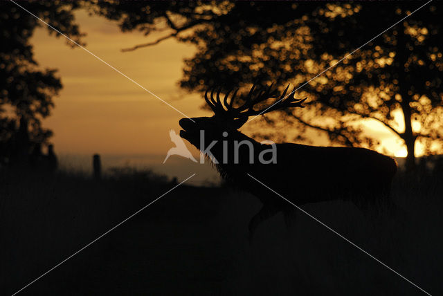 Red Deer (Cervus elaphus)