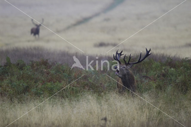 Edelhert (Cervus elaphus)