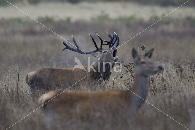 Edelhert (Cervus elaphus)