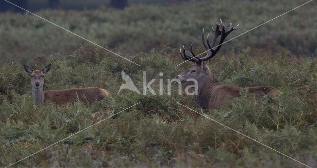 Edelhert (Cervus elaphus)