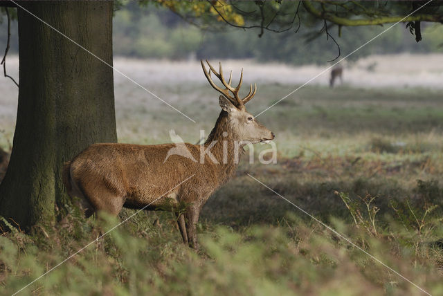 Edelhert (Cervus elaphus)