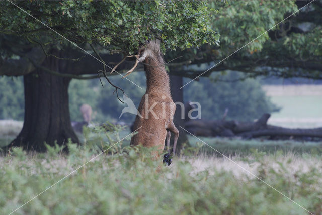 Edelhert (Cervus elaphus)