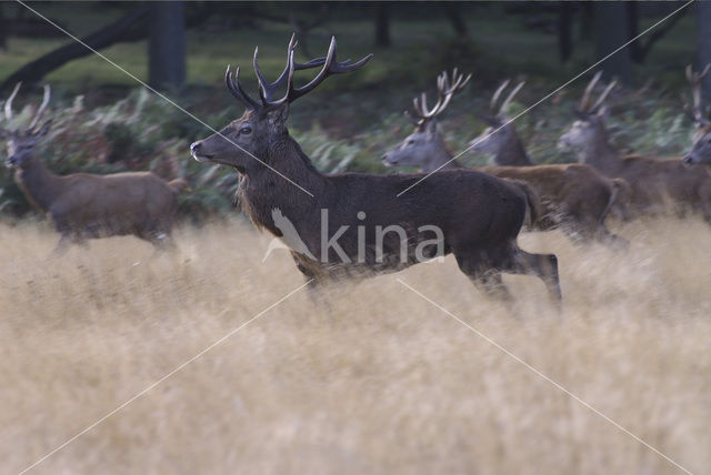 Edelhert (Cervus elaphus)