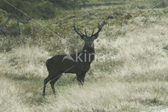 Edelhert (Cervus elaphus)