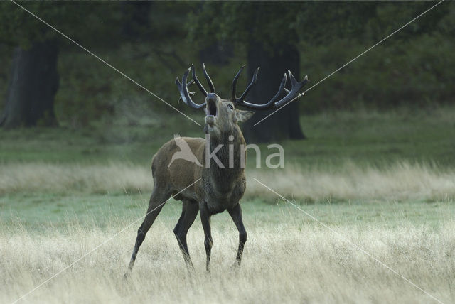 Edelhert (Cervus elaphus)