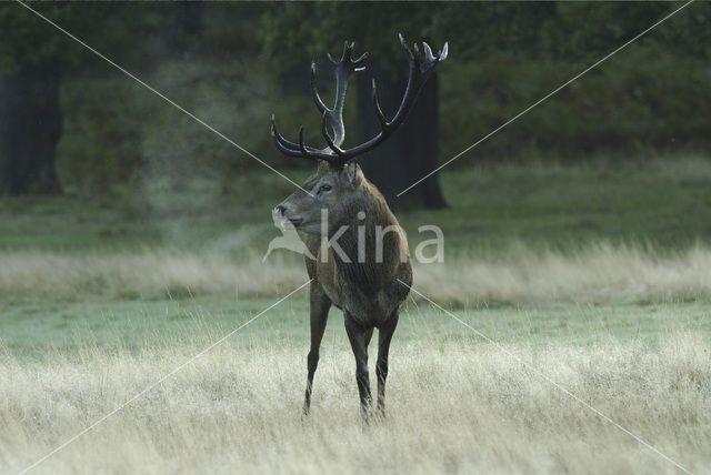 Edelhert (Cervus elaphus)