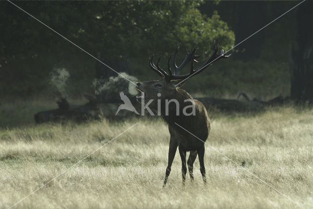 Edelhert (Cervus elaphus)