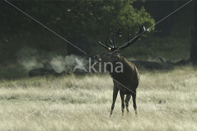 Edelhert (Cervus elaphus)