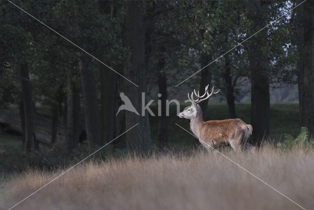 Edelhert (Cervus elaphus)