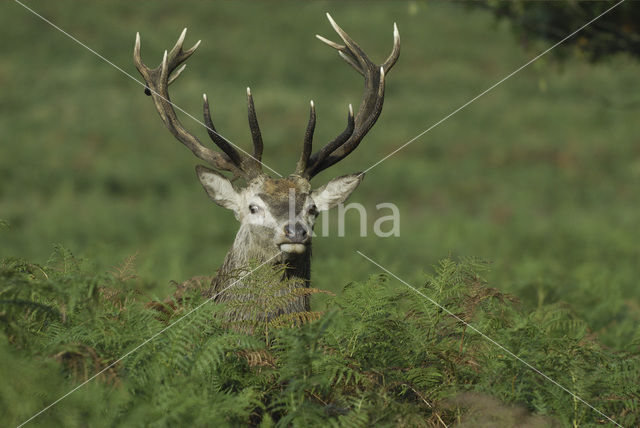 Edelhert (Cervus elaphus)