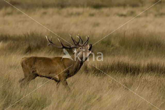 Edelhert (Cervus elaphus)