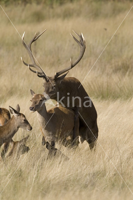 Edelhert (Cervus elaphus)