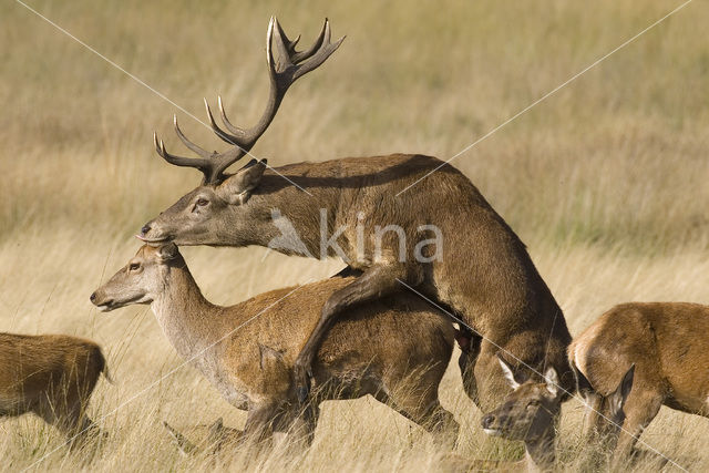 Edelhert (Cervus elaphus)